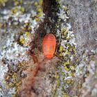 Feuerwanze (Pyrrhocoris apterus) - frisch gehäutete L5-Larve