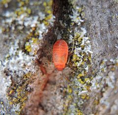 Feuerwanze (Pyrrhocoris apterus) - frisch gehäutete L5-Larve