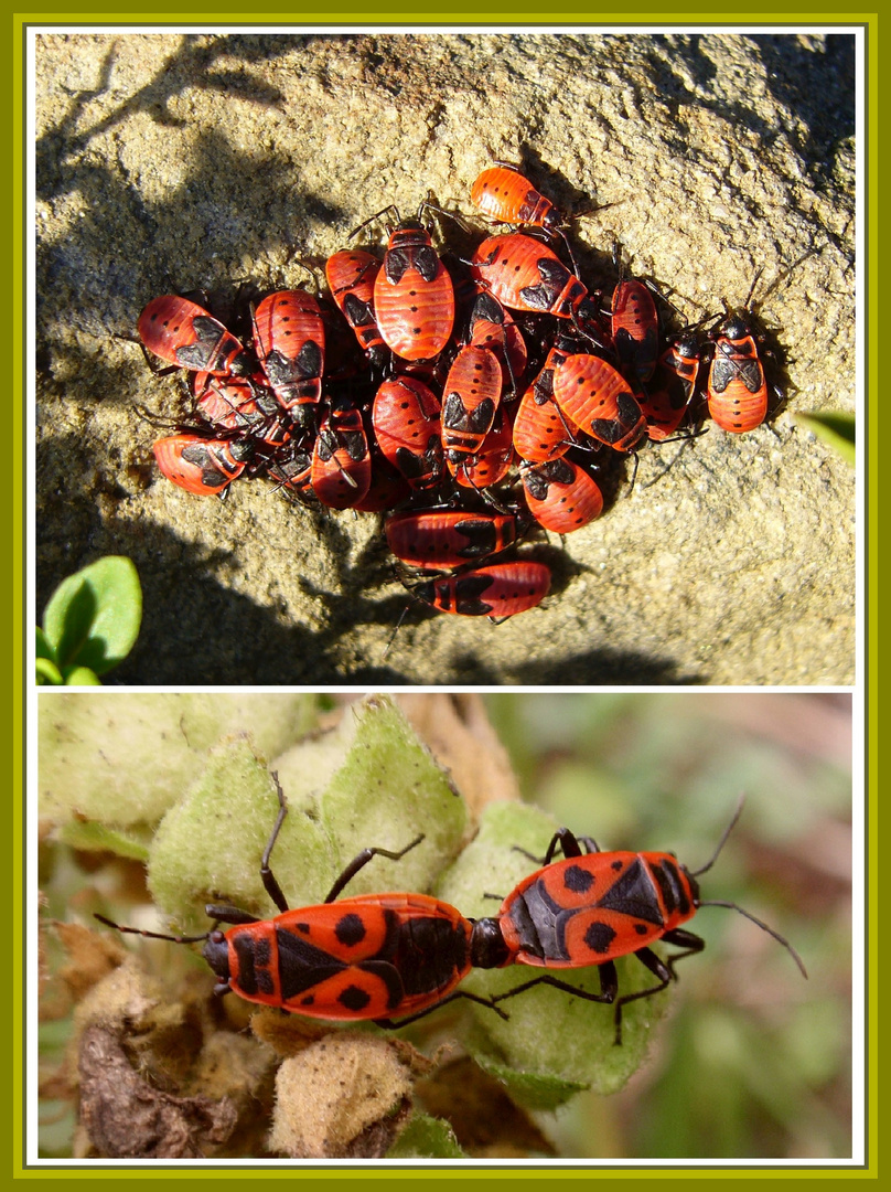 Feuerwanze (Pyrrhocoris apterus) - Jung und alt