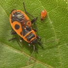 Feuerwanze (Pyrrhocoris apterus) - L2-Larve und Imago