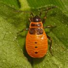 Feuerwanze (Pyrrhocoris apterus) - L4-Larvenstadium