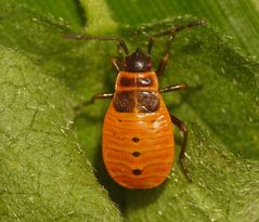 Feuerwanze (Pyrrhocoris apterus) - L4-Larvenstadium