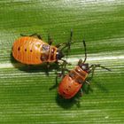 Feuerwanze (Pyrrhocoris apterus) - L4-Larvenstadium