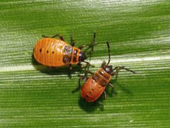 Feuerwanze (Pyrrhocoris apterus) - L4-Larvenstadium