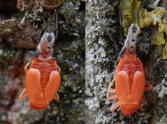 Feuerwanze (Pyrrhocoris apterus) - L5-Larve bei der letzten Häutung