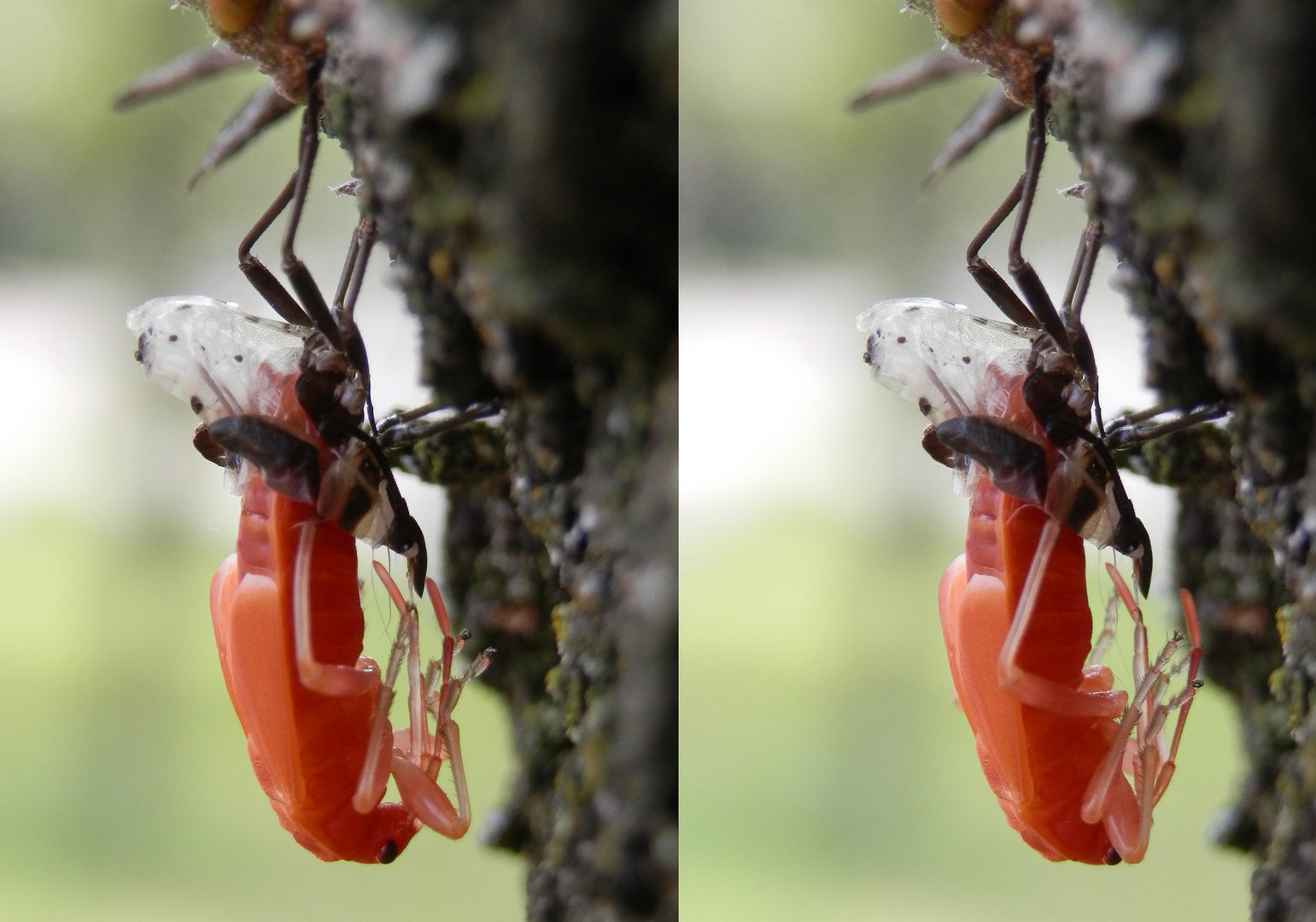 Feuerwanze (Pyrrhocoris apterus) - L5-Larve bei der letzten Häutung