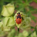 Feuerwanze (Pyrrhocoris apterus) - L5-Larvenstadium