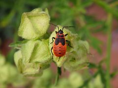 Feuerwanze (Pyrrhocoris apterus) - L5-Larvenstadium