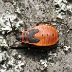 Feuerwanze (Pyrrhocoris apterus) - L5-Larvenstadium