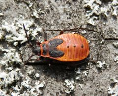 Feuerwanze (Pyrrhocoris apterus) - L5-Larvenstadium