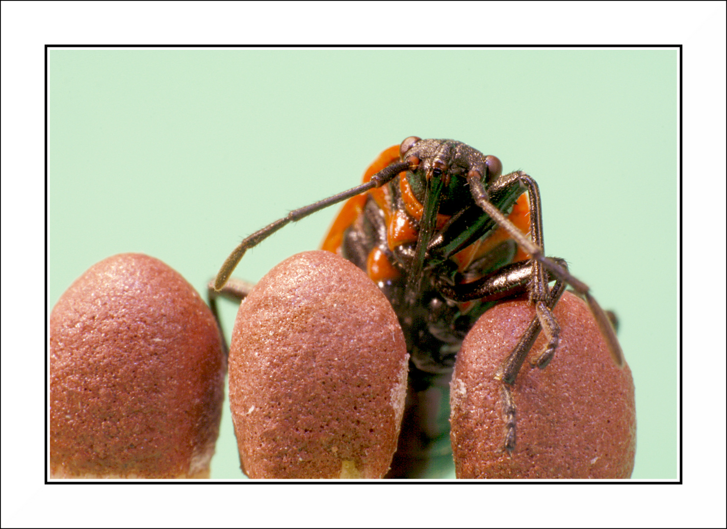 Feuerwanze (Pyrrhocoris apterus) - Makro