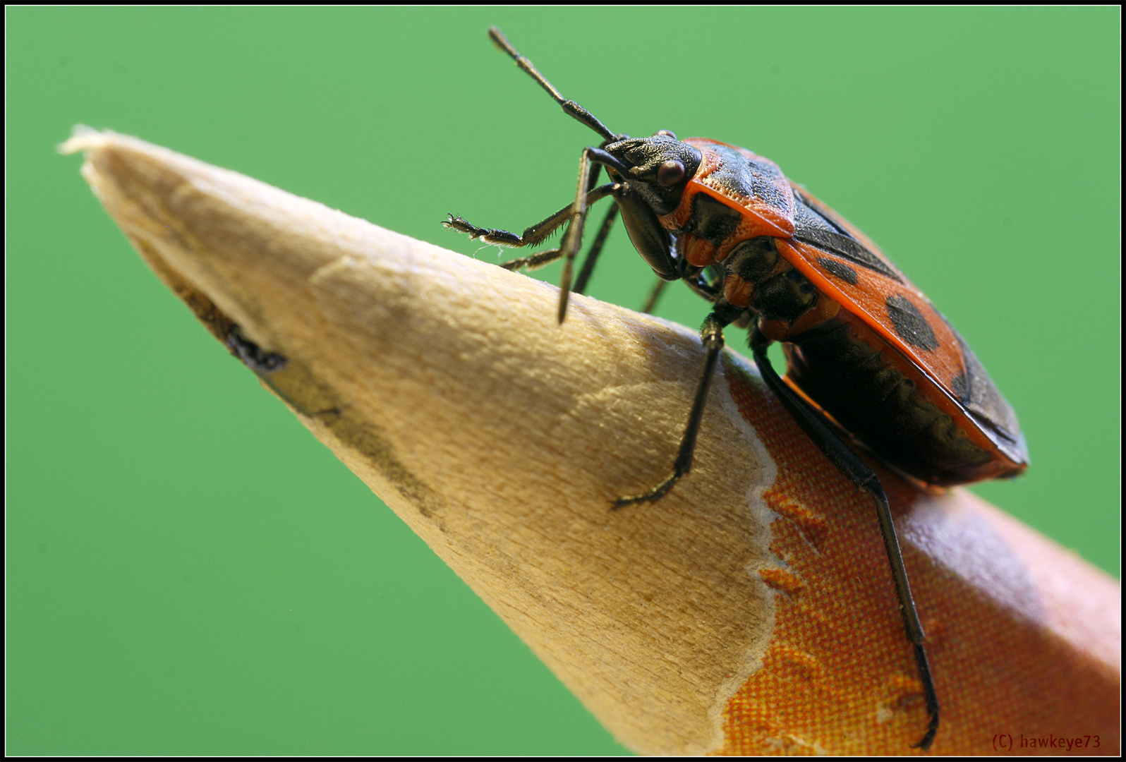 Feuerwanze (Pyrrhocoris apterus) - Makro mit Sigma 105mm 1:2.8 DG Macro EX