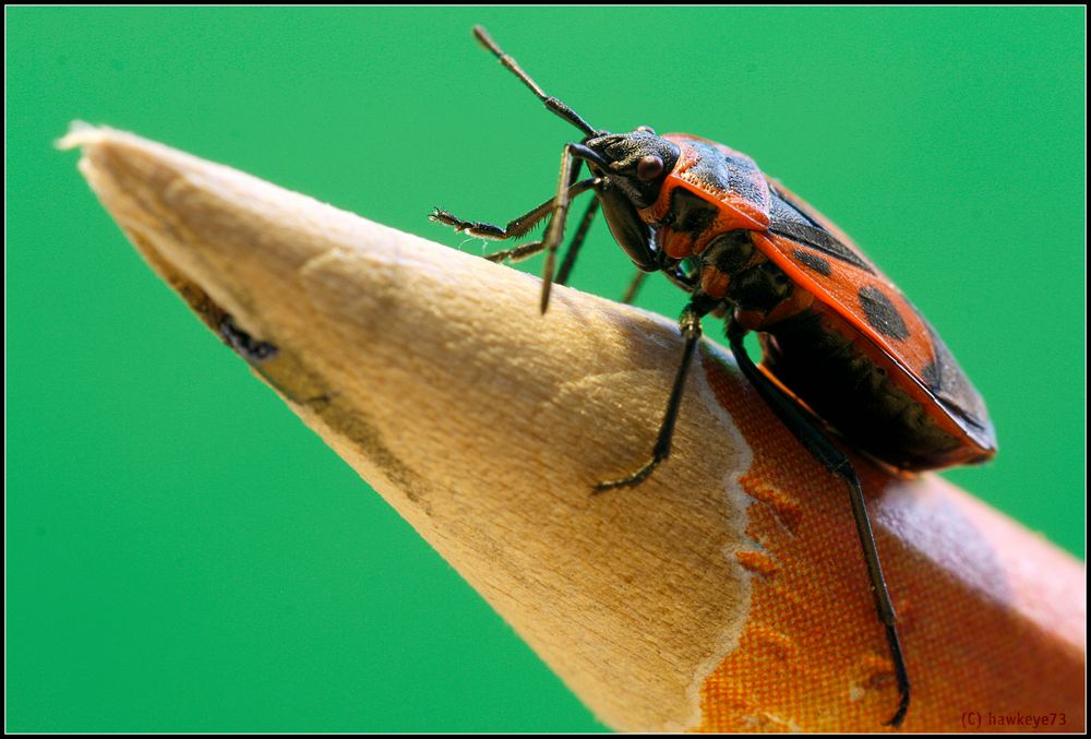 Feuerwanze (Pyrrhocoris apterus) - Makro mit Sigma 105mm 1:2.8 DG Macro EX