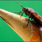 Feuerwanze (Pyrrhocoris apterus) - Makro mit Sigma 105mm 1:2.8 DG Macro EX