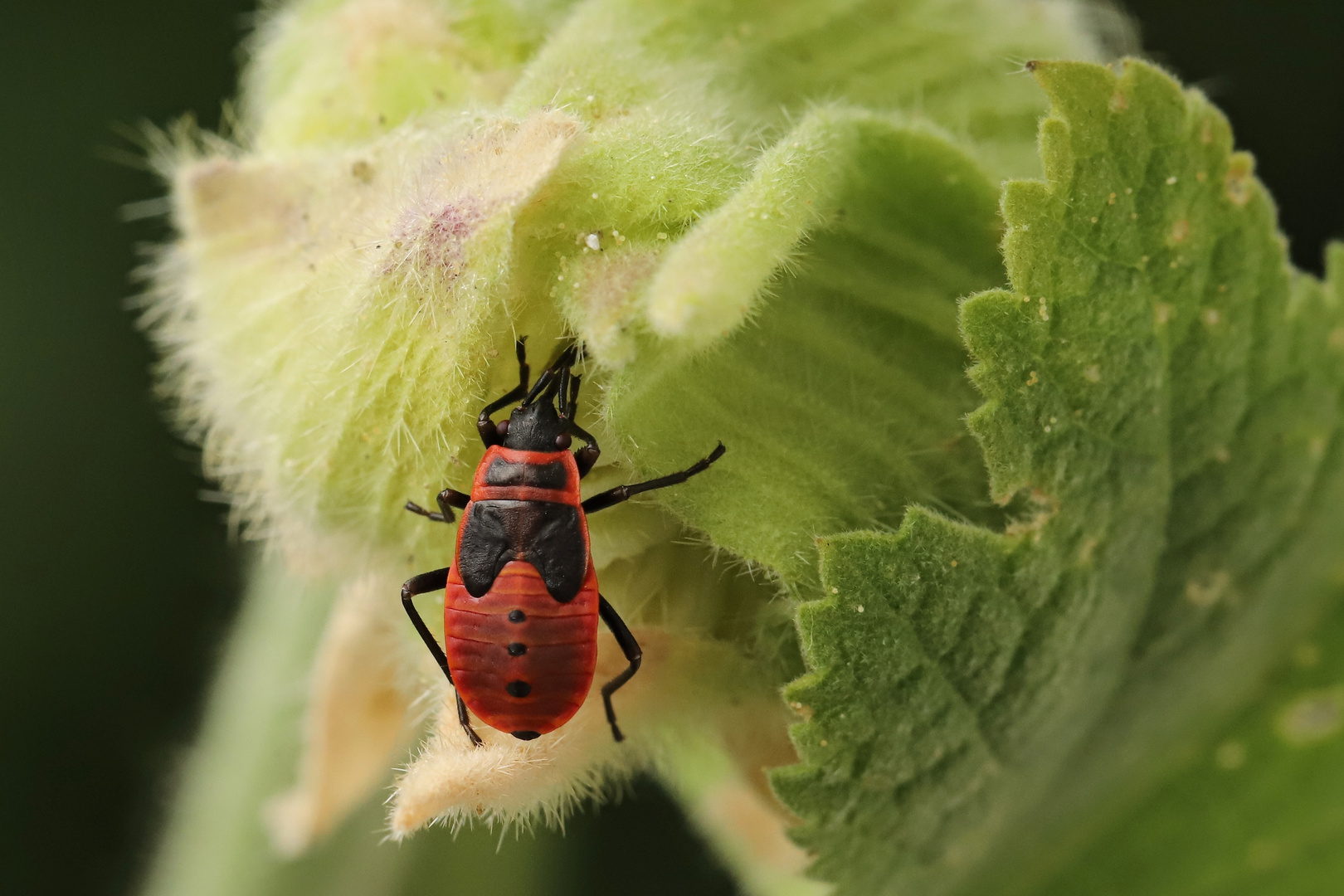 Feuerwanze saugt an Stockrose (2019_08_06_EOS 6D Mark II_5315_ji)