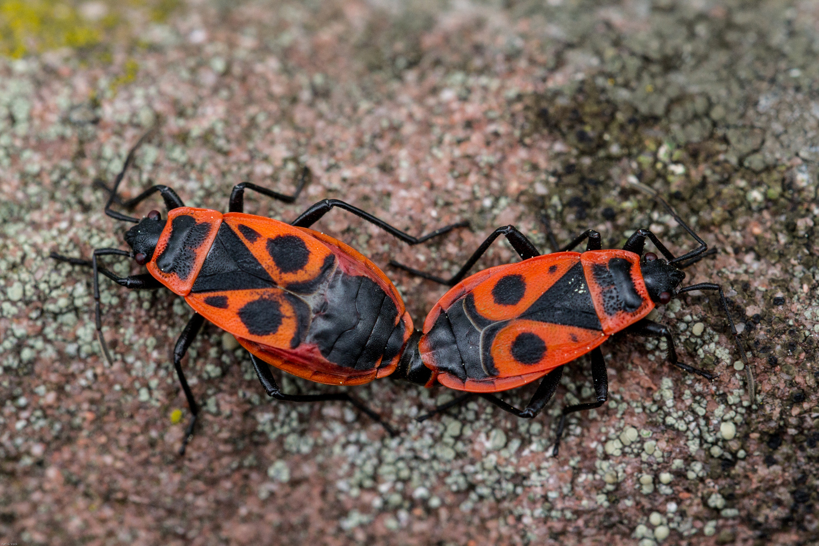 Feuerwanzen Foto &amp; Bild tiere, wildlife, insekten Bilder