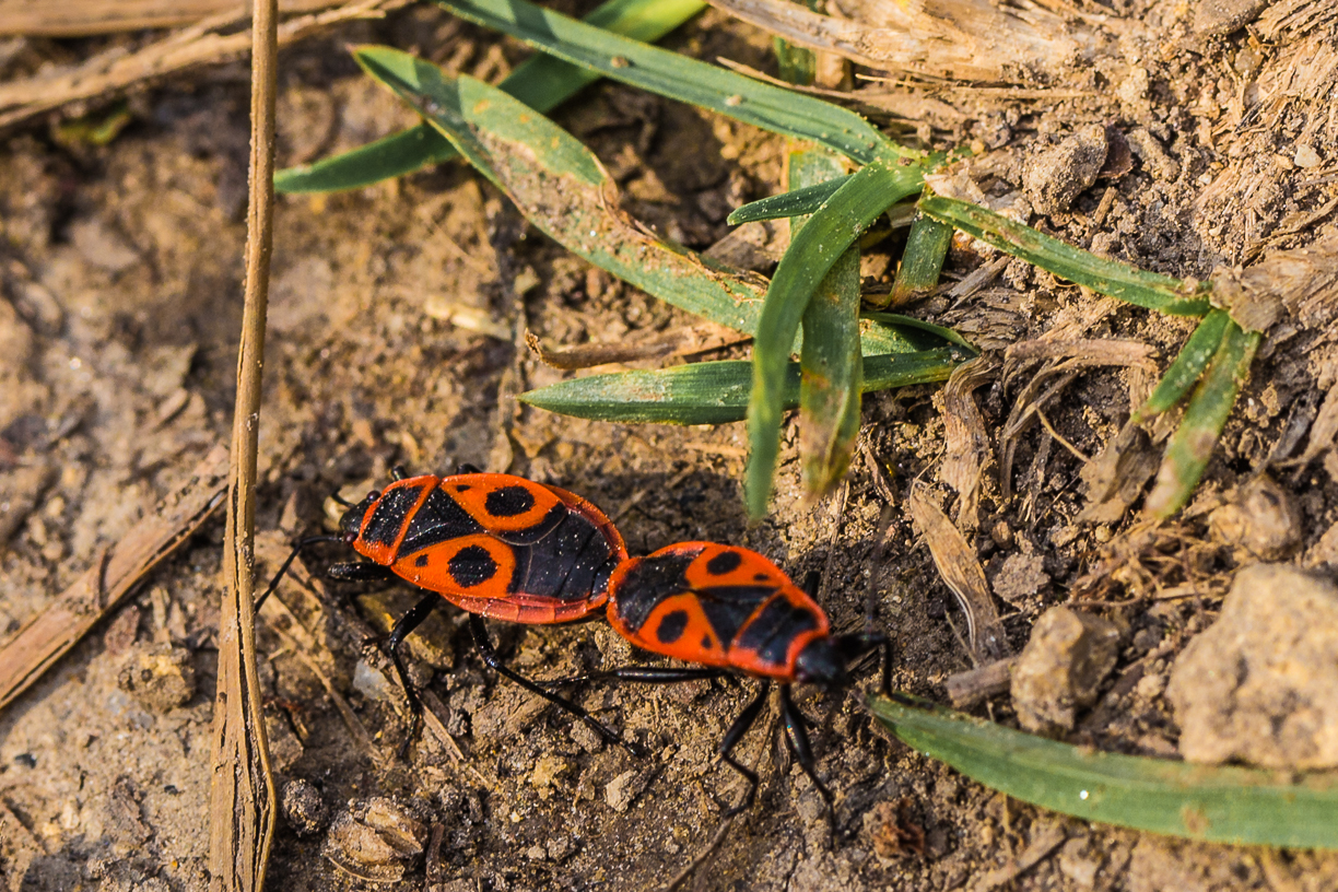 Feuerwanzen an den Hängen des Bisambergs.