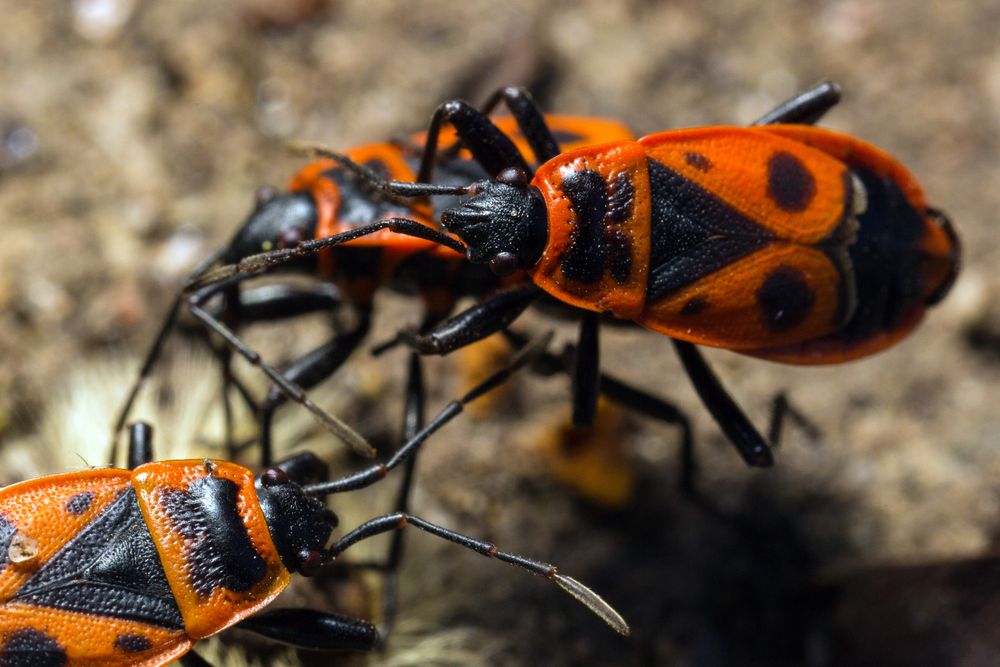 Feuerwanzen (Pyrrhocoridae)