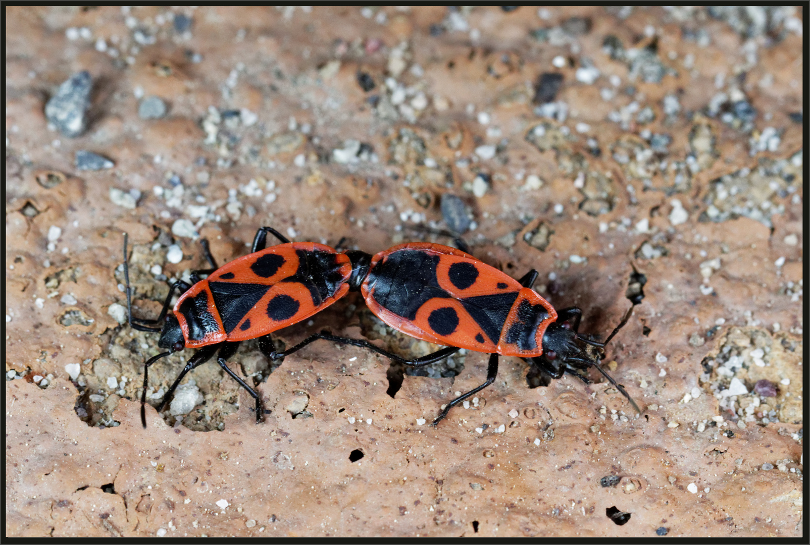 Feuerwanzen (Pyrrhocoris apterus)