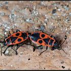 Feuerwanzen (Pyrrhocoris apterus)