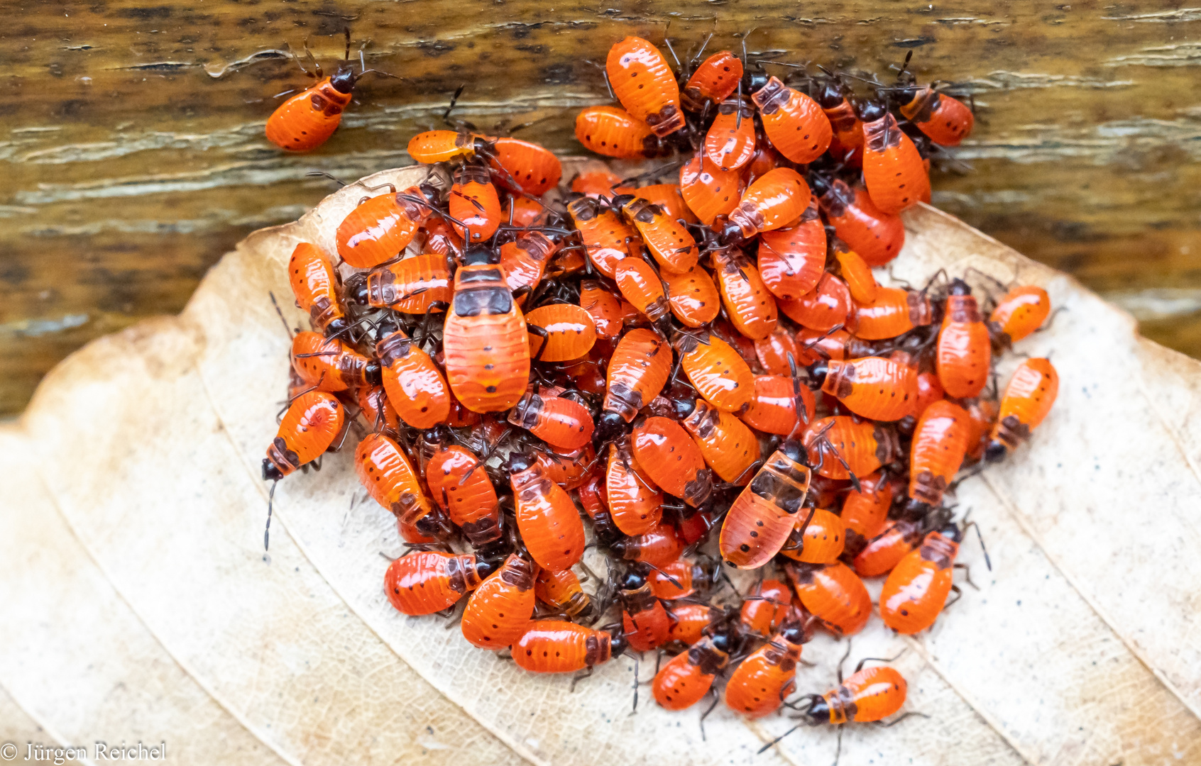 Feuerwanzen ( Pyrrhocoris apterus ) 