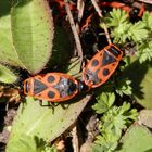 Feuerwanzen (Pyrrhocoris apterus) bei der Paarung