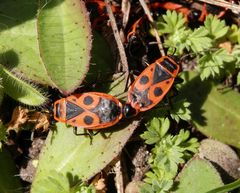 Feuerwanzen (Pyrrhocoris apterus) bei der Paarung