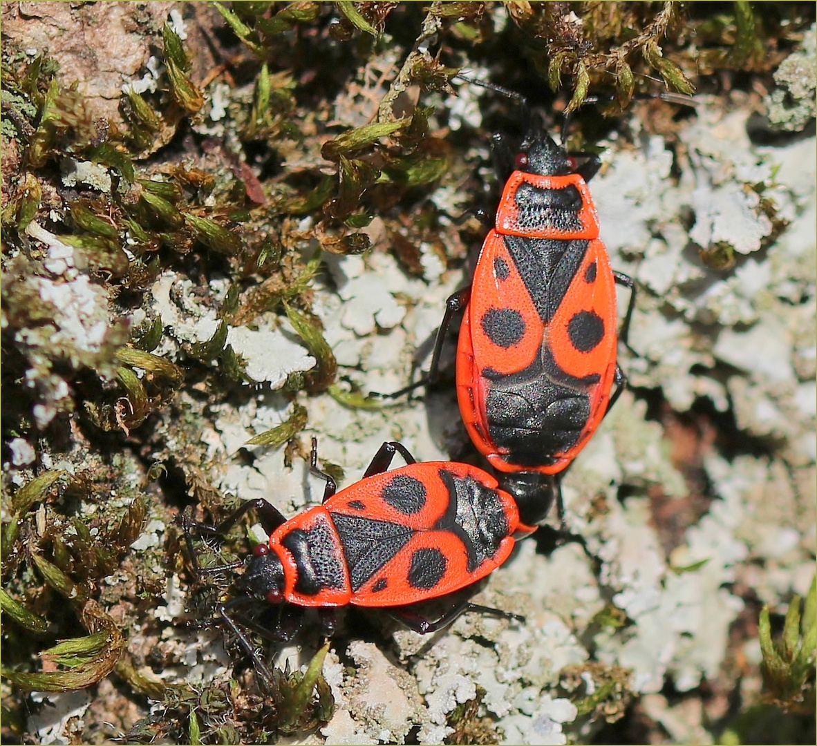 Feuerwanzen (Pyrrhocoris apterus)  - bei der Paarung.