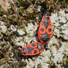 Feuerwanzen (Pyrrhocoris apterus)  - bei der Paarung.