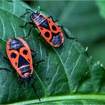 Feuerwanzen (Pyrrhocoris apterus)