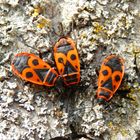 Feuerwanzen (Pyrrhocoris apterus) - Fertige Imagines