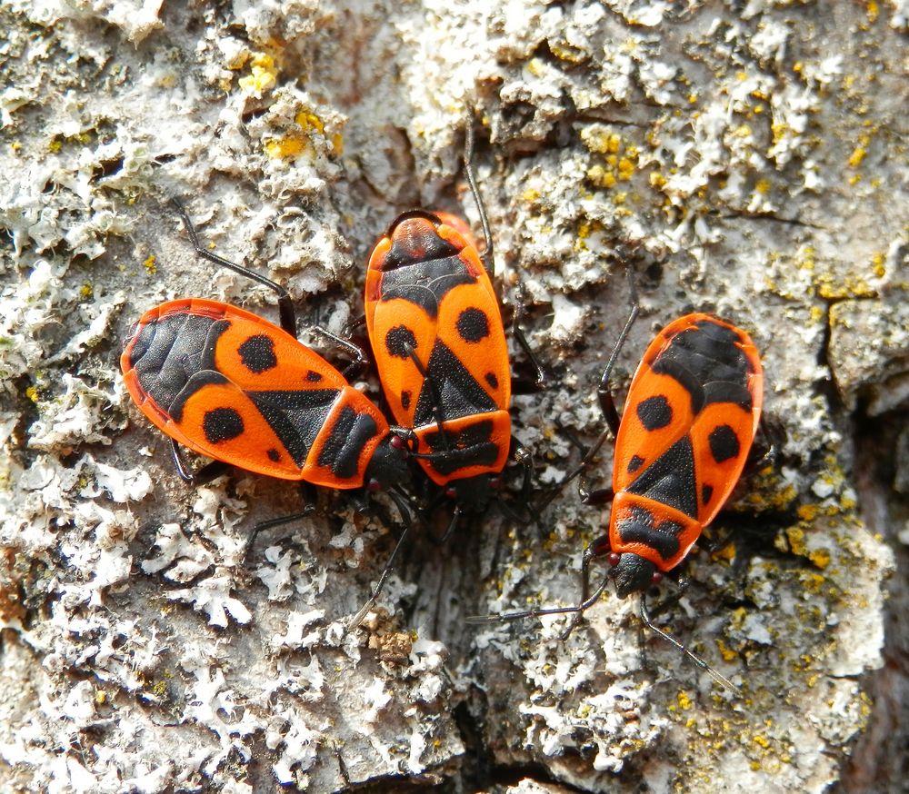 Feuerwanzen (Pyrrhocoris apterus) - Fertige Imagines