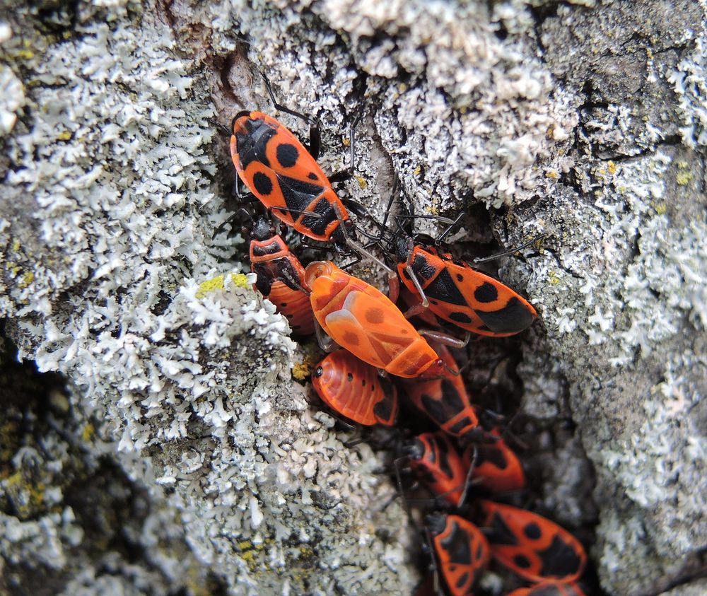 Feuerwanzen (Pyrrhocoris apterus) - Fertige Imagines und L5-Larven