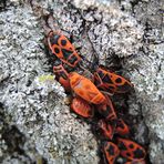 Feuerwanzen (Pyrrhocoris apterus) - Fertige Imagines und L5-Larven