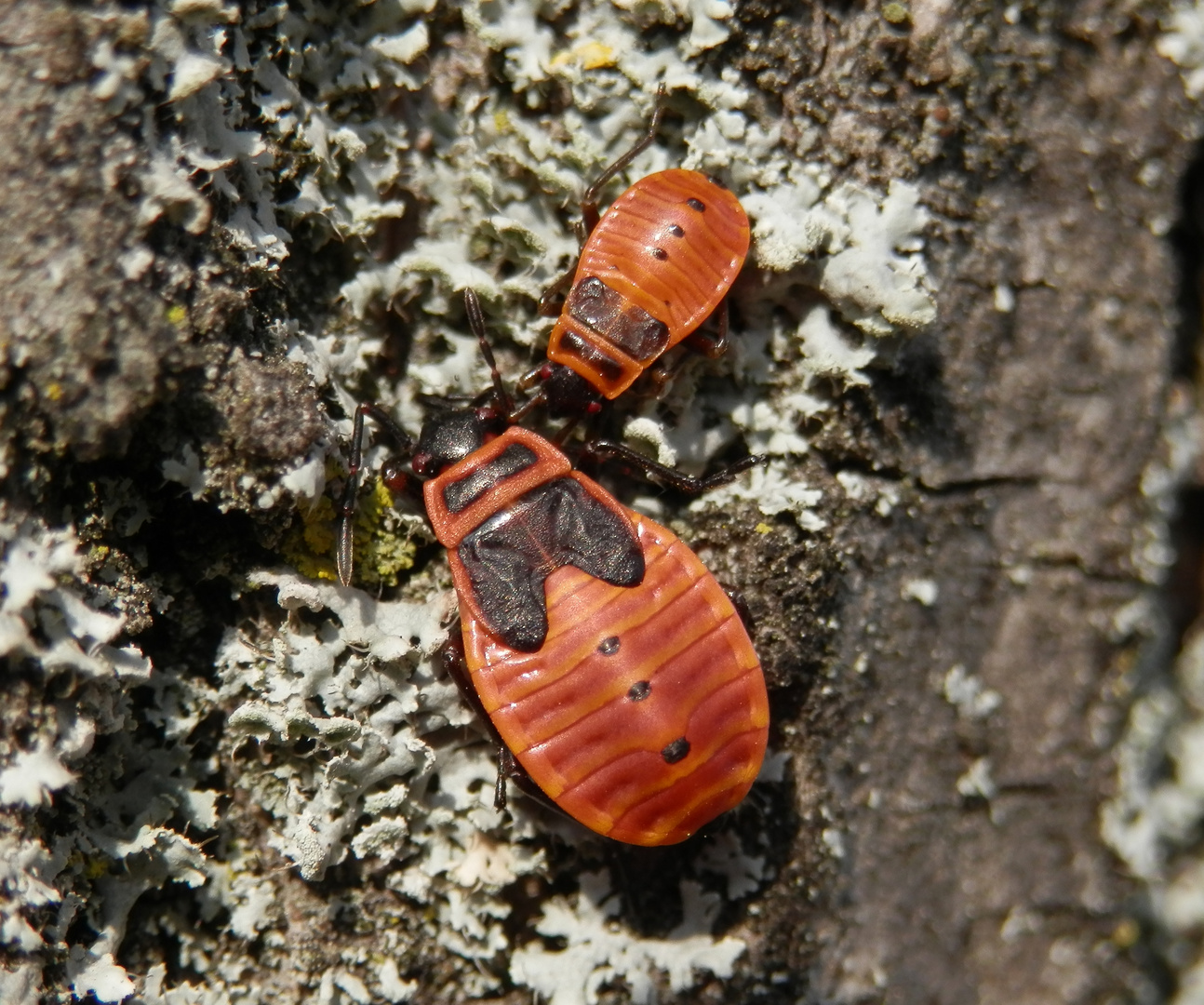 Feuerwanzen (Pyrrhocoris apterus) - Larvenstadien