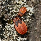 Feuerwanzen (Pyrrhocoris apterus) - Larvenstadien