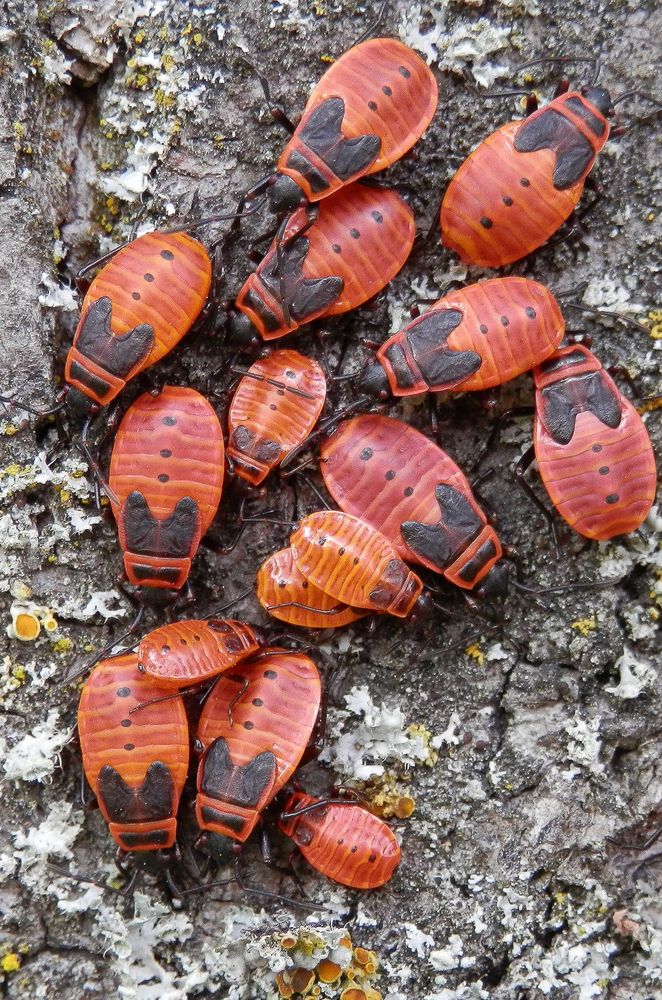 Feuerwanzen (Pyrrhocoris apterus) - Larvenstadien