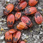 Feuerwanzen (Pyrrhocoris apterus) - Larvenstadien