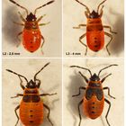 Feuerwanzen (Pyrrhocoris apterus) - Larvenstadien L2 bis L5