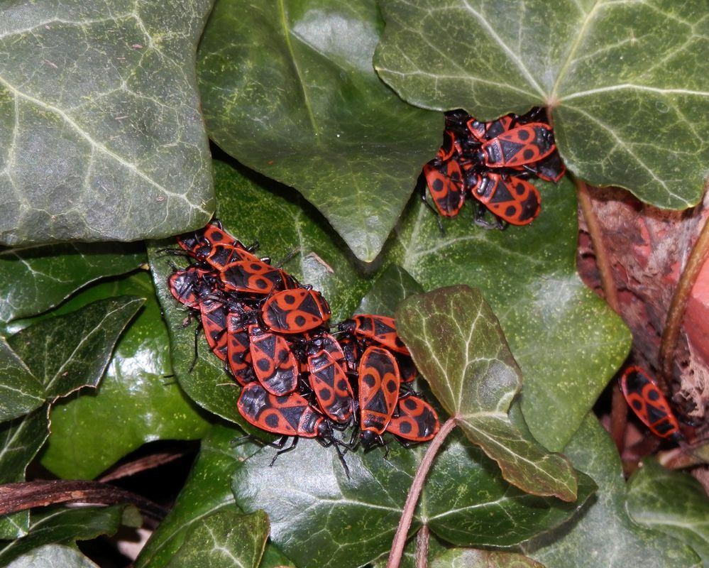 Feuerwanzen-Versammlung (Pyrrhocoris apterus)