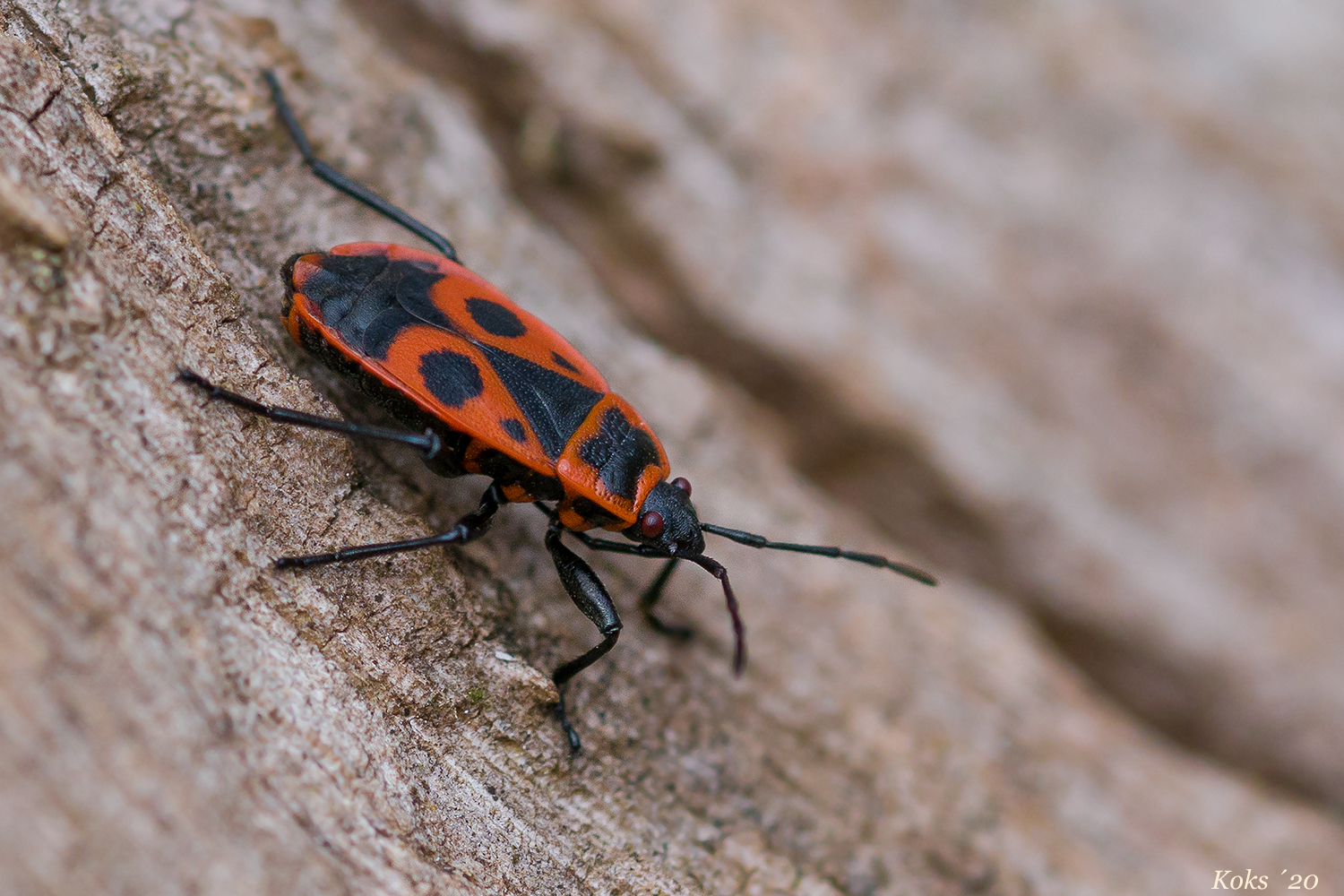 FeuerwanzenWetter Foto &amp; Bild tiere, wildlife, insekten