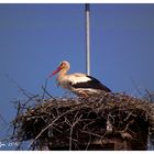 Feuerwehr-Storch