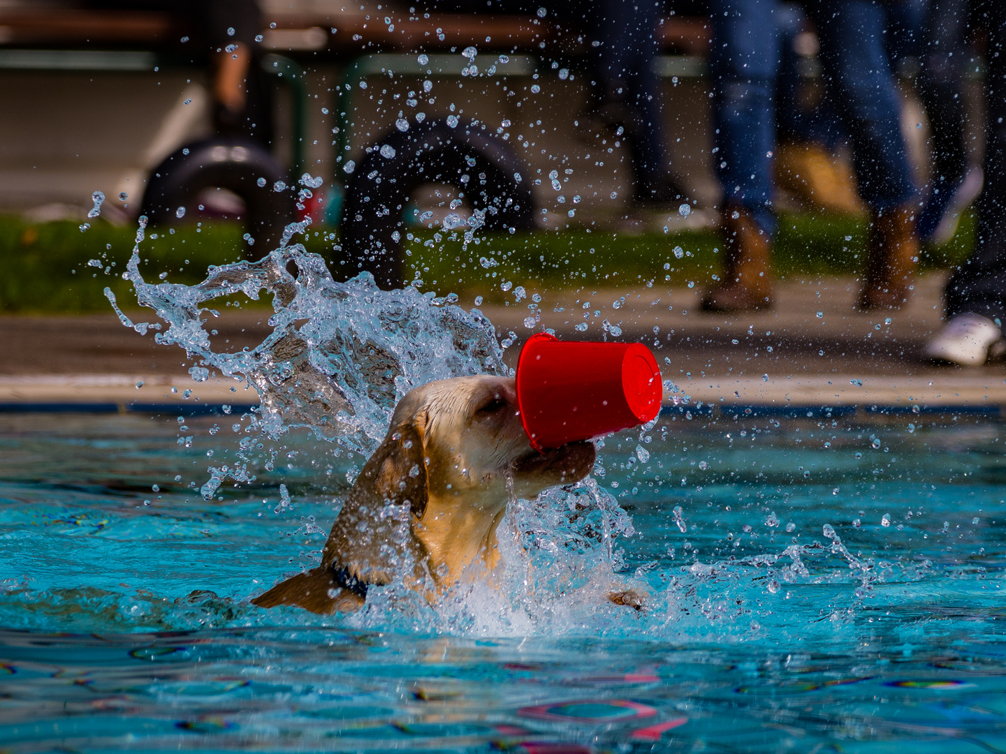 Feuerwehrhund im Wasser mit rotem Eimer