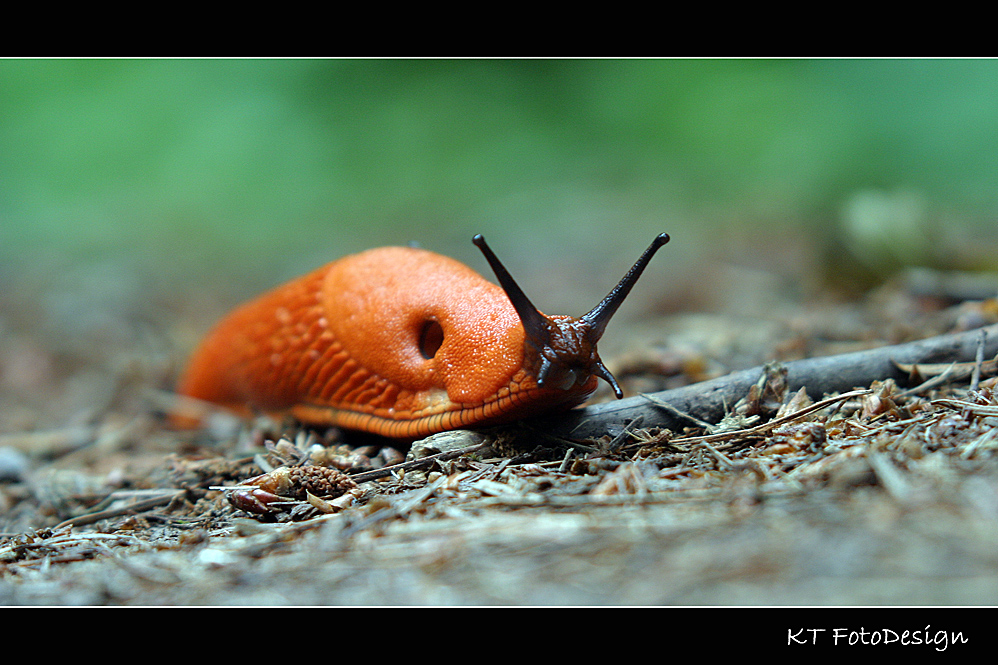 Feuerwehrschnecke......