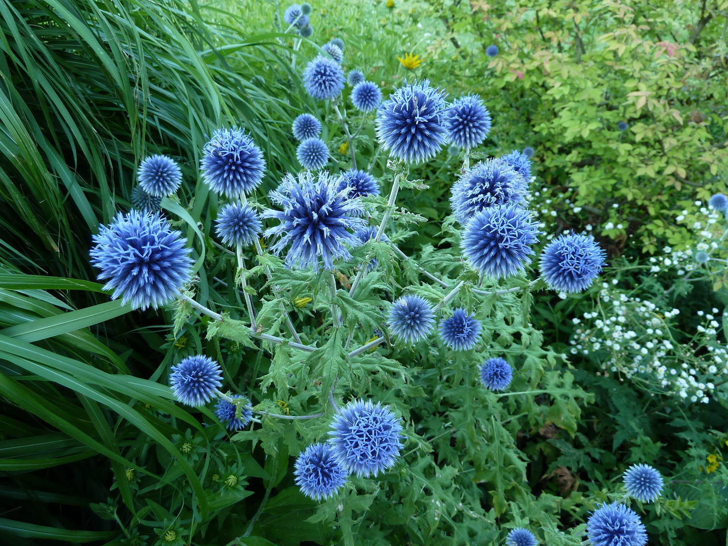 Feuerwerk der Blüten / Veitchs Kugel-Distel