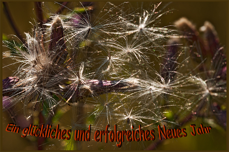 Feuerwerk der Distel