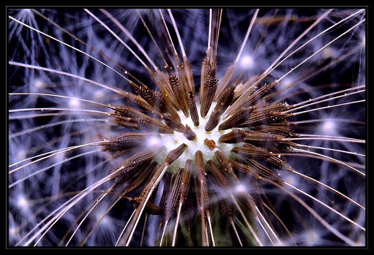 Feuerwerk der Natur