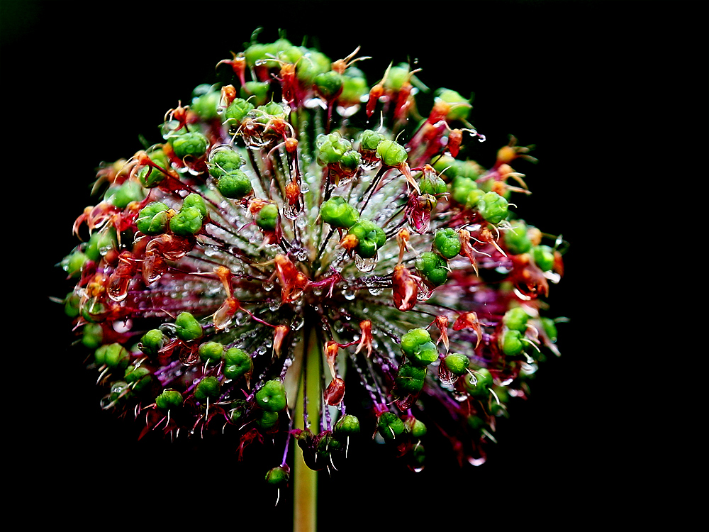 Feuerwerk der Natur