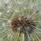 "Feuerwerk" der Natur