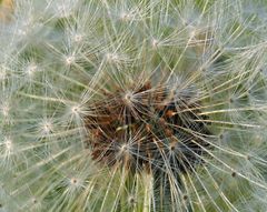 "Feuerwerk" der Natur